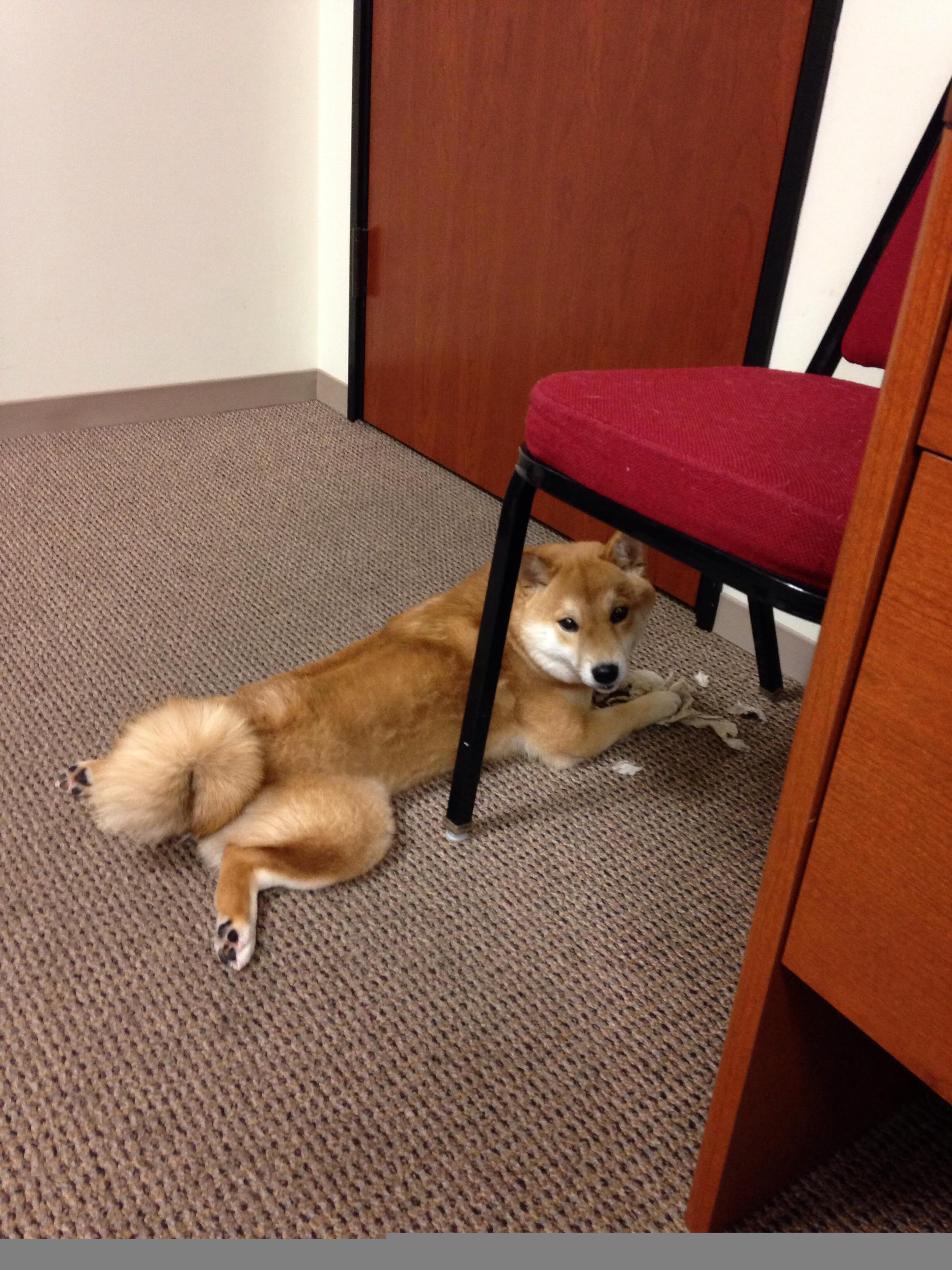 NBA赛季盖帽效率统计分析,nba常规赛盖帽王