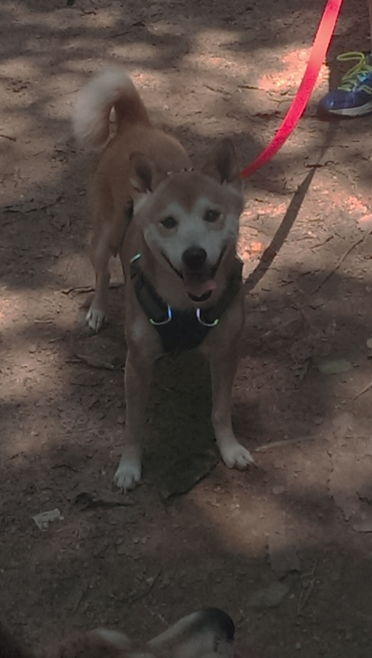 传奇主持人：主播解读比赛背后故事，传奇故事女主播