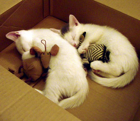 开云体育app-德甲激烈追赶：一线豪门积分差距不大，德甲豪门排名