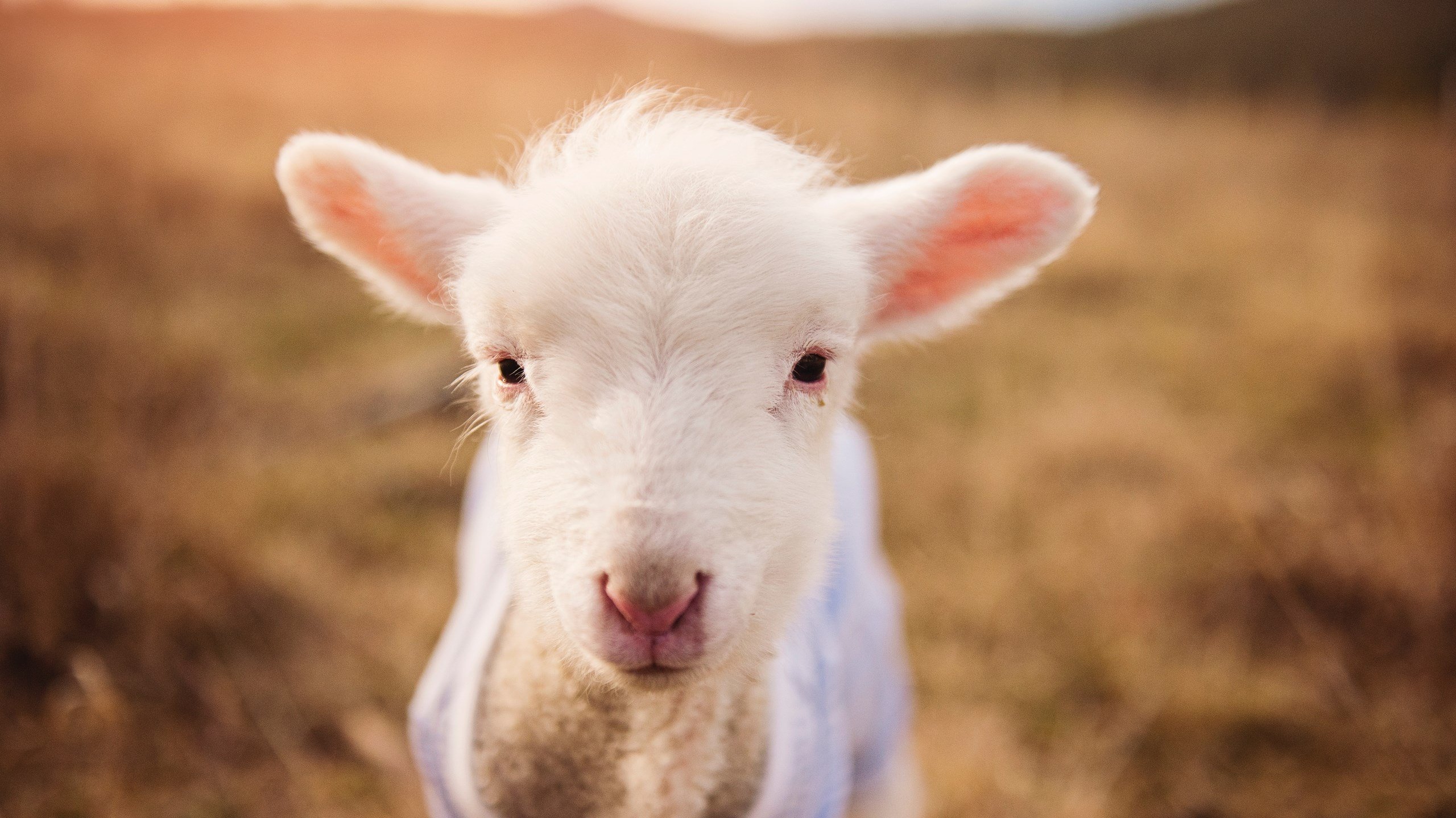 英超裁判语义模型增强多语言环境判罚准确率，2021赛季英超裁判