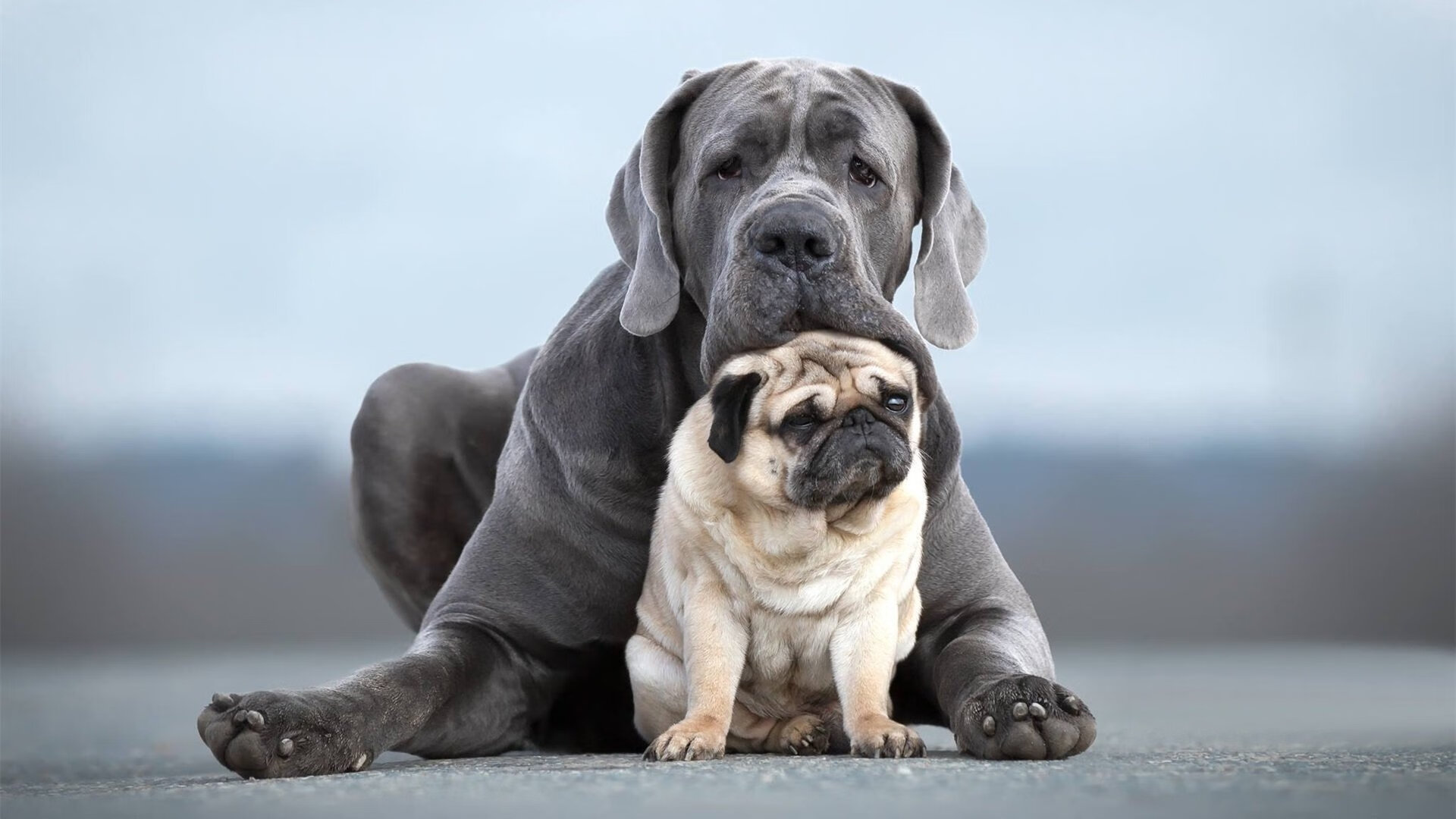 CBA社交平台直播刷新纪录微博互动增强，cba论坛社区