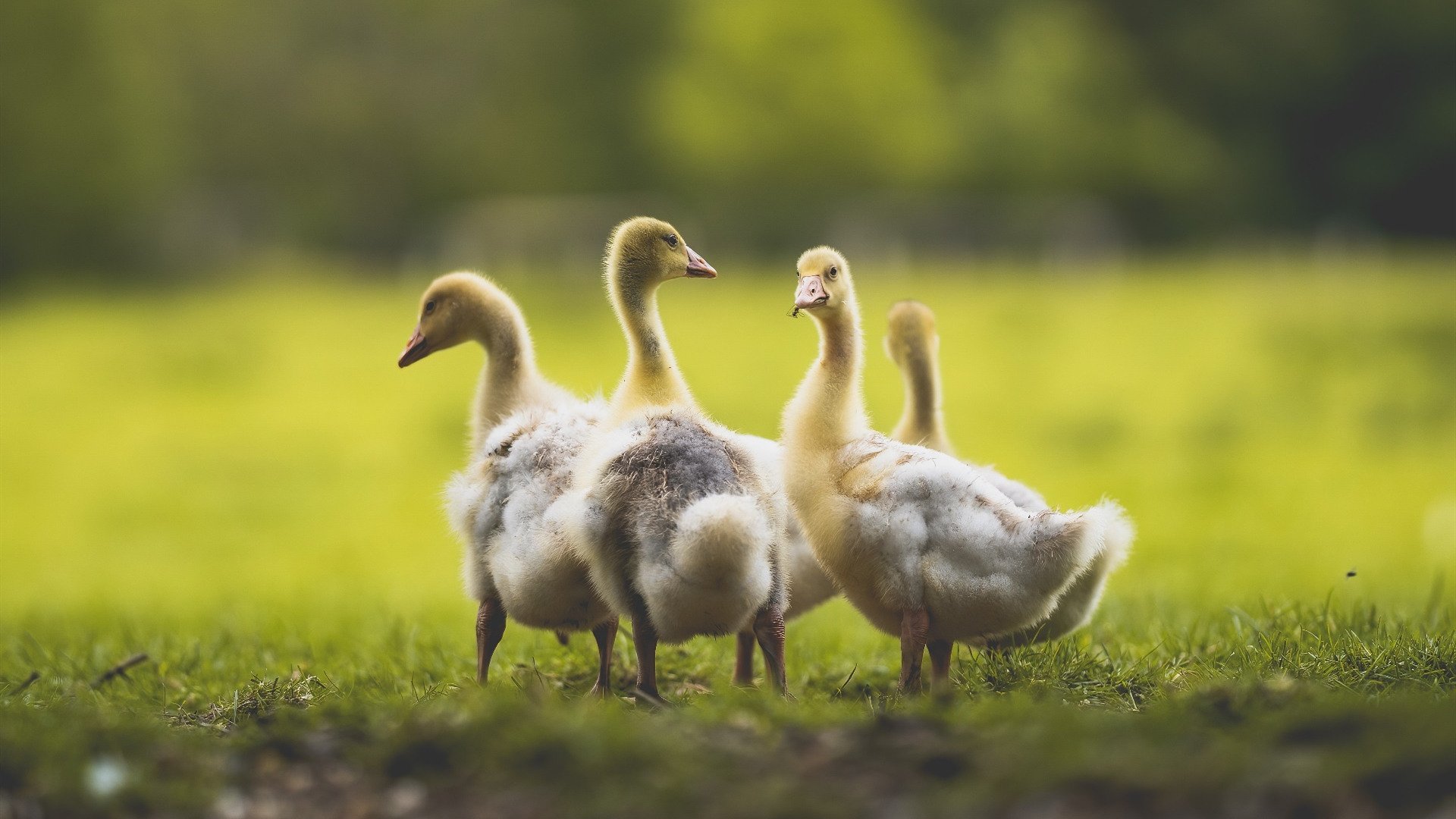 “新都兴城垒球赛:精彩对抗,精彩无限”