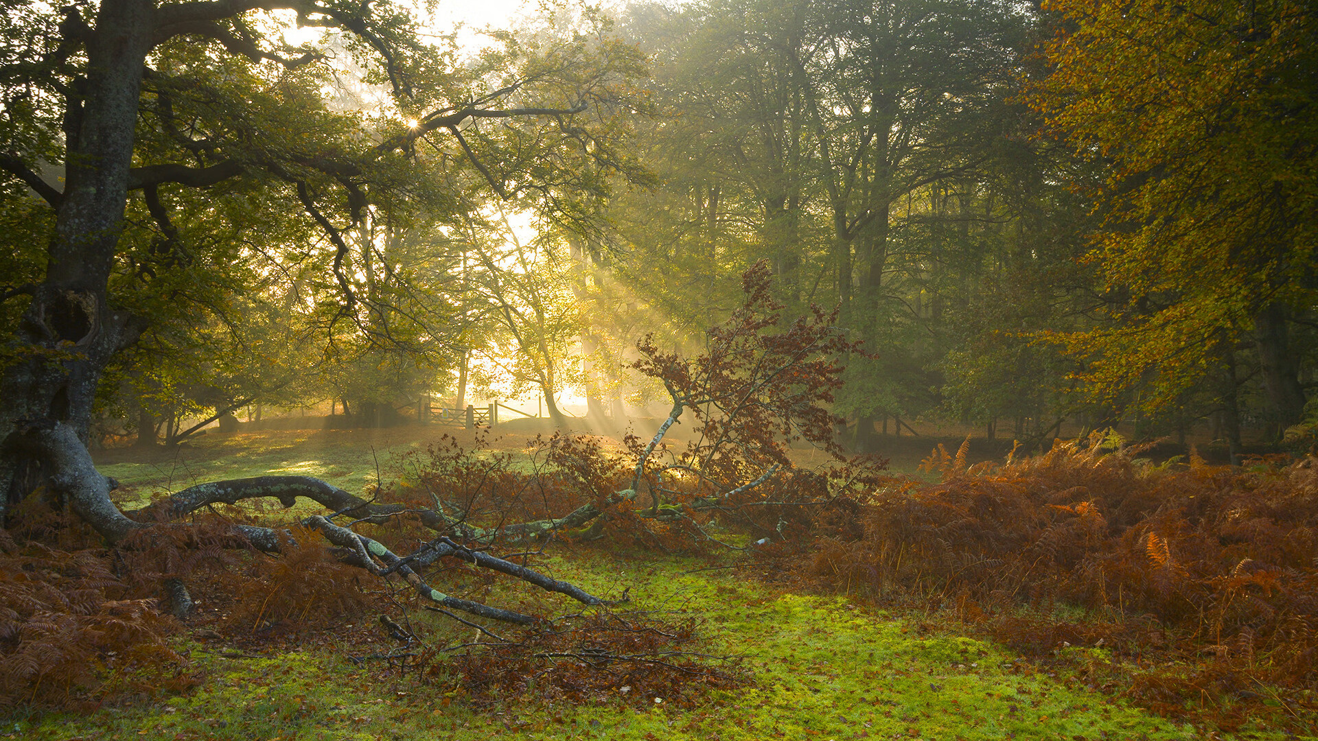 开云体育在线入口-“香港牛仔3K亲子跑：亲子跑步狂欢时刻”