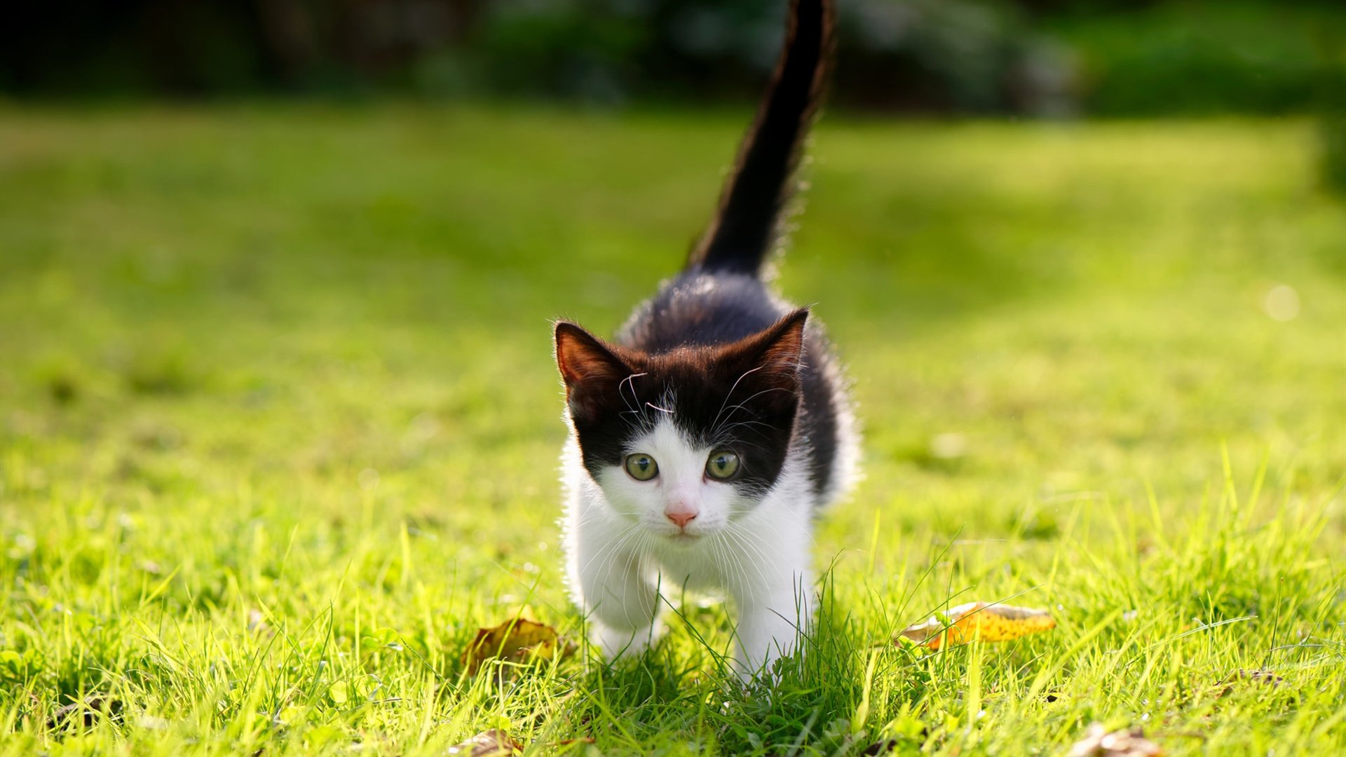 亚冠联赛中国足球冲击 冠军梦再度点燃,亚冠中国俱乐部