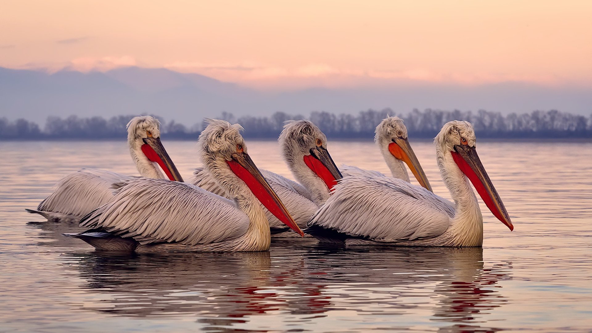 切尔西球迷支持热烈,激励球队发挥出色,切尔西的球迷
