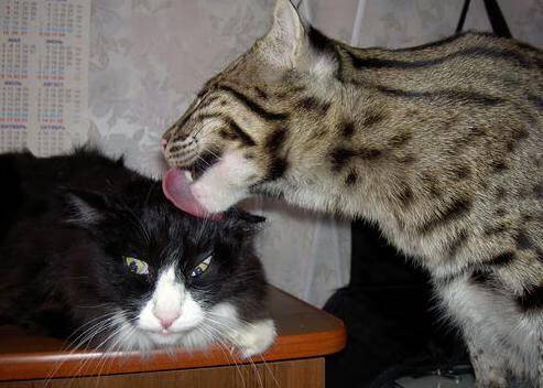 女子蝶泳冠军滑行时间占总程约18%,女子蝶泳冠军是谁