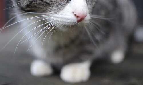 游泳世锦赛张雨霏再破亚洲纪录，游泳冠军张雨菲