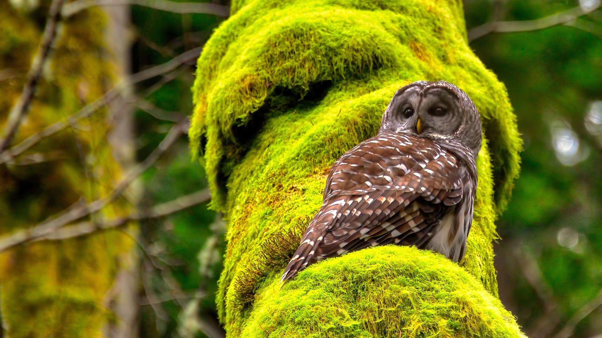 美国队赛制分析：如何在复杂赛制中保持团队默契，美国队比赛视频