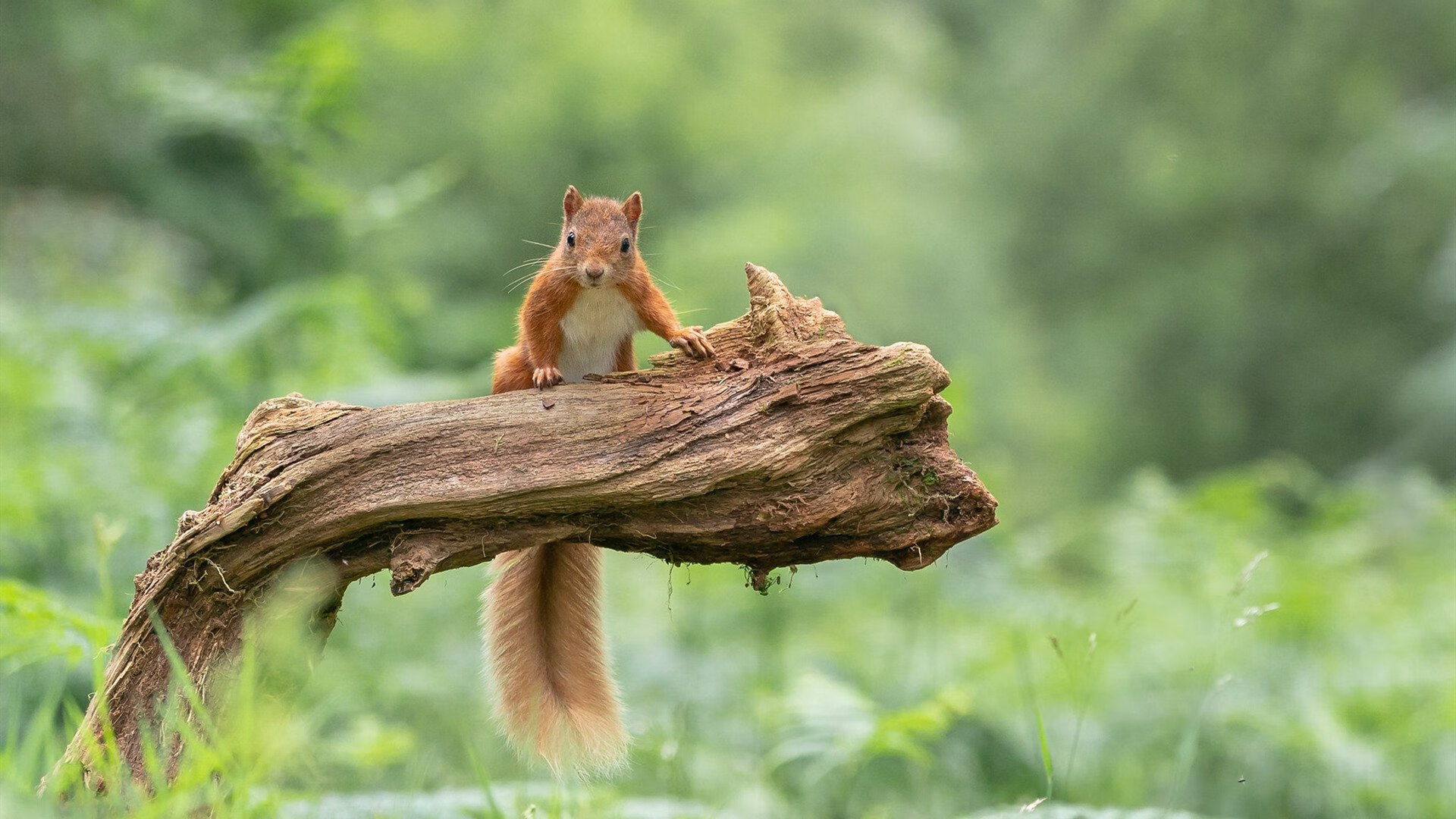 莱比锡红牛保持高节奏压迫展现侵略性,莱比锡红牛算豪门吗