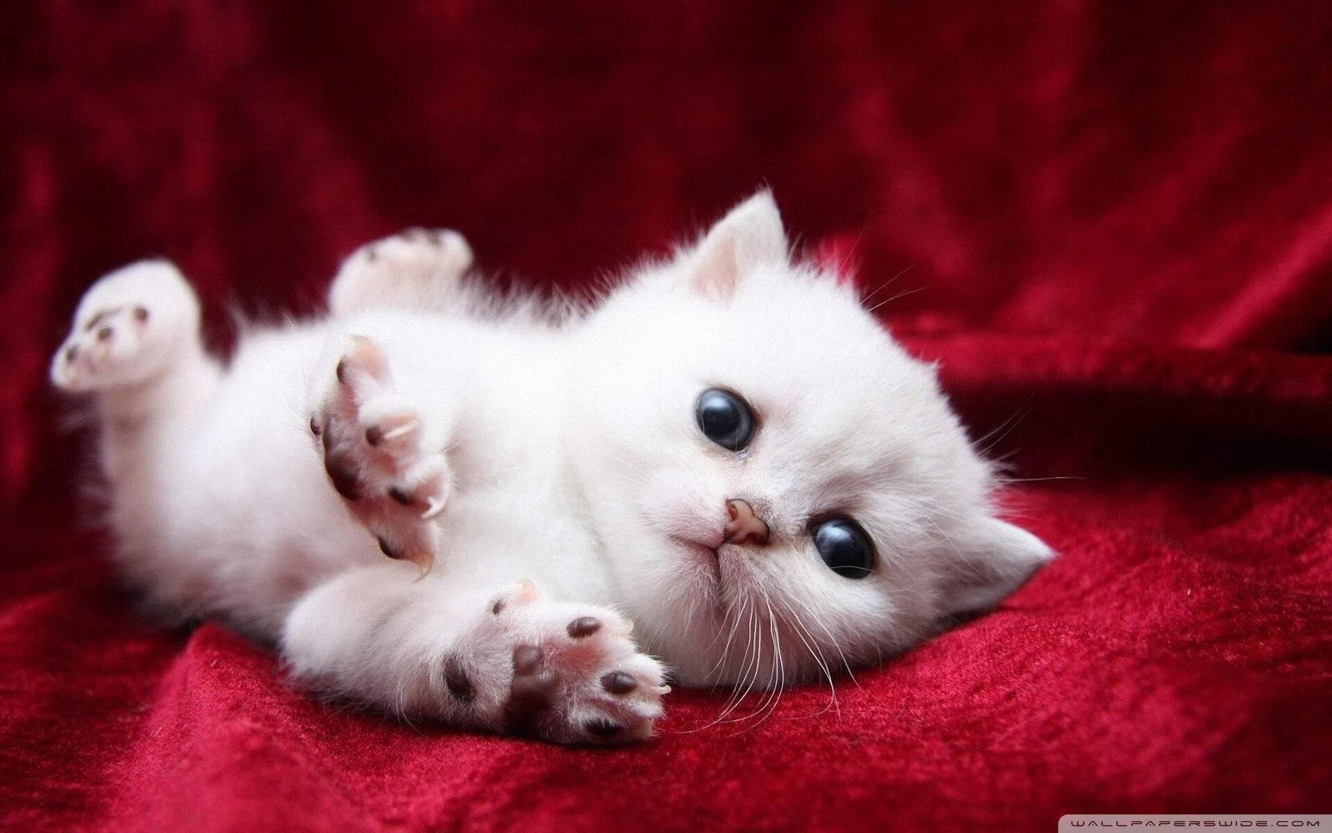 “亚戈·卡尔曼:阿根廷美洲狮队的无可替代的核心力量”