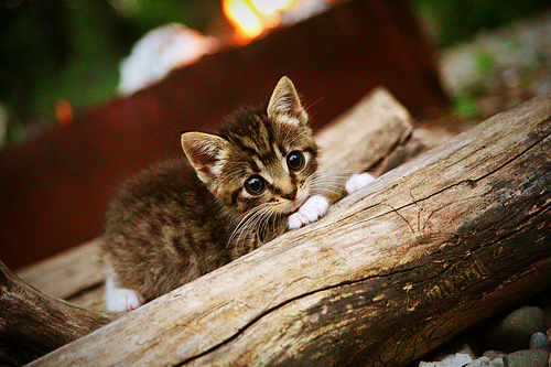 开云体育在线下载-中国足球职业俱乐部完善教练评估体系，中国足球协会教练员培训