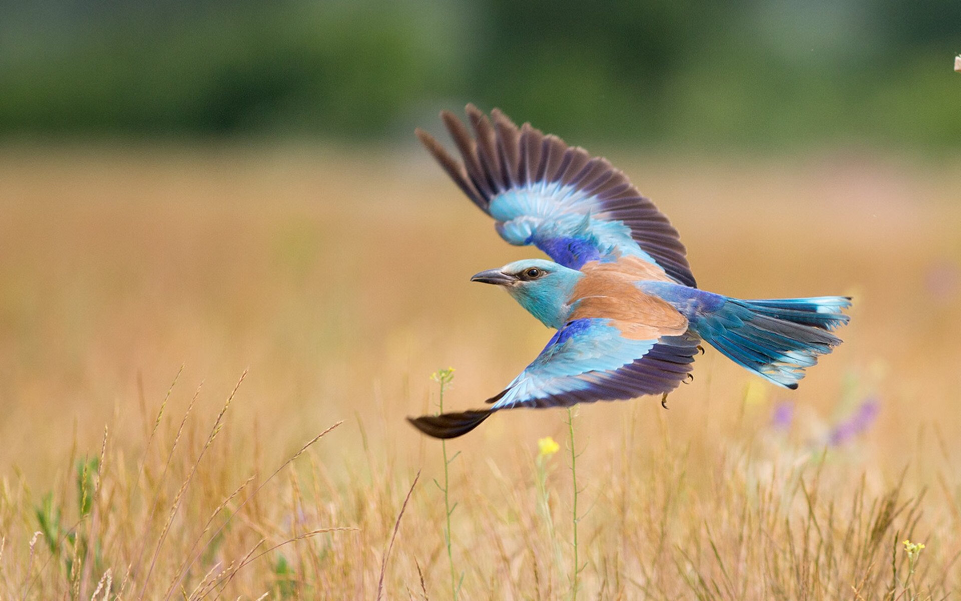 开云体育官网在线-女子国家队强化快速回防训练提升防守反击质量