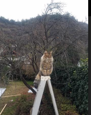 澳大利亚男队:是否还能重返巅峰?,澳大利亚男子篮球队