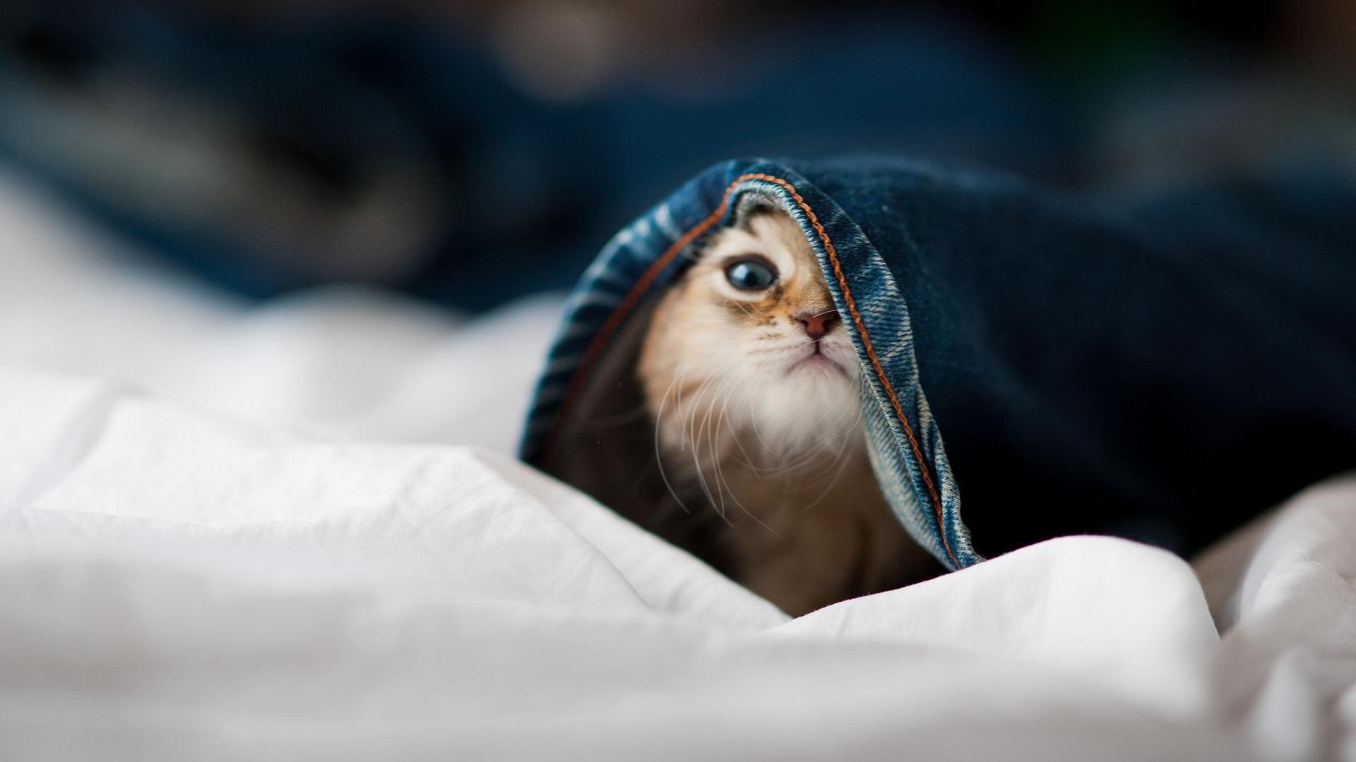 约旦男篮在亚洲预赛中奋勇拼搏,迈向奥运梦想